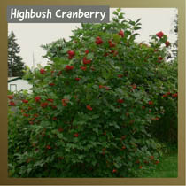 Highbush Cranberry